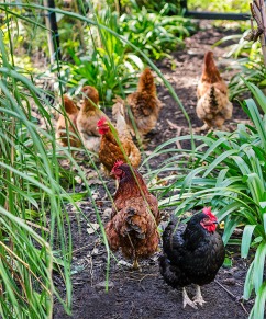permaculture_garden_chickens_630_1a3eo5b-1a3eo6g